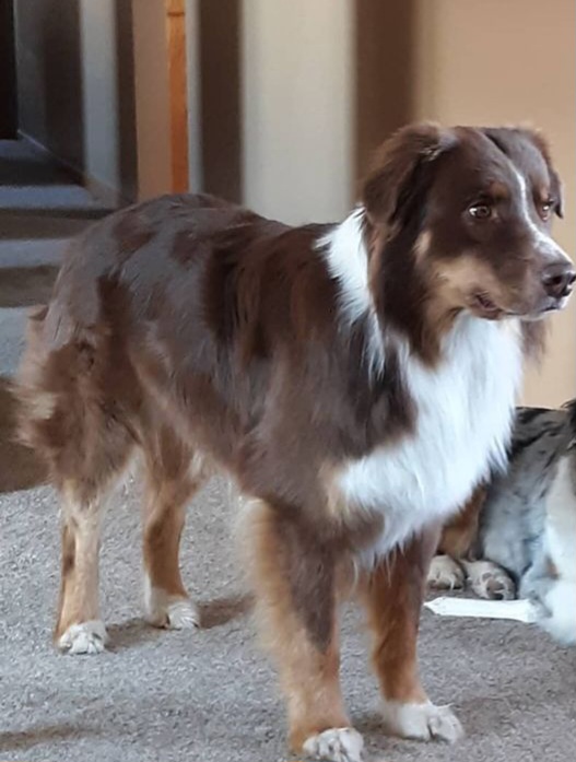 Rider - Australian Shepherd