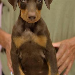 Black collar - Red and rust male Doberman Pinscher puppy in Santa Clarita, California from Riviera Dobermans