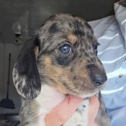 Maevis's black and tan dapple brindle piebald boy - Dapple male Dachshund puppy in Declo, Idaho from Dozendachs