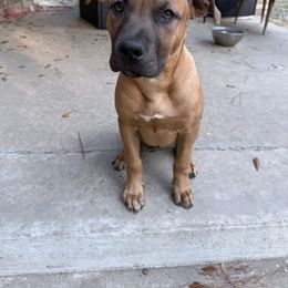 Buck - Fawn male American Bully puppy in El Dorado, Arkansas from KO Dynasty Kennels