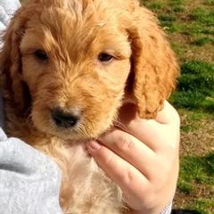 Assorted Doodle Crosses and Irish Doodles from Wild S Ranch