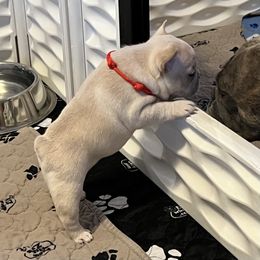 French Bulldog Puppies from Frenchie Perfection