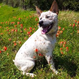 Australian Cattle Dog puppies from Bluebonnet Heelers