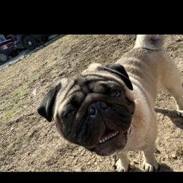 Pug Puppies from Vaubel Country Pugs