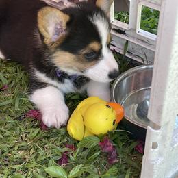 Pembroke Welsh Corgi Puppies from Holly's Pembroke Welsh Corgis