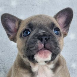 French Bulldogs from Fire Cross French Bulldogs