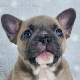 French Bulldogs from Fire Cross French Bulldogs