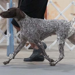 Chloe - German Shorthaired Pointer