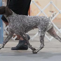 Chloe - German Shorthaired Pointer