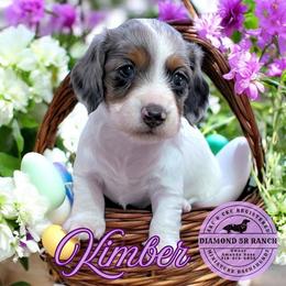 KIMBER - Dapple female Dachshund puppy in Columbia, Louisiana from Diamond 5R Ranch AKC & CKC Miniature Dachshunds