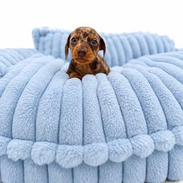 Tebow - Dapple male Dachshund puppy in Shelbyville, Tennessee from Dixieland Dachshunds of Tennessee