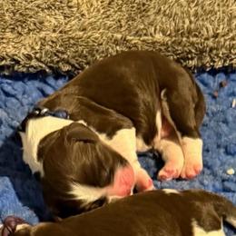 Blue - Liver and white male English Springer Spaniel puppy in St. Louis, Missouri from Three Doves