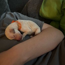 Boy 1 - Poodle puppy from Purley Poodles