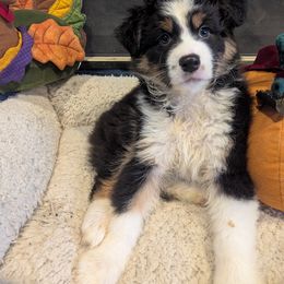 Australian Shepherd Puppies from Brewedstone Australian Shepherds