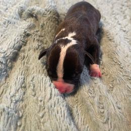 Boy 1 - Black male American Pit Bull Terrier puppy in Lakewood, Washington from Perrault Kennels