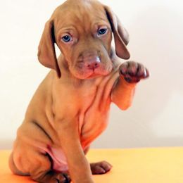 Beagle and Vizsla Puppies from Glade Mill Sporting & Hound
