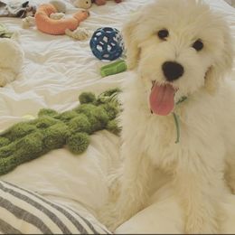 "English Goldendoodle from Moss Creek Goldendoodles" Goldendoodle and Schnoodle Puppies from Moss Creek Goldendoodles