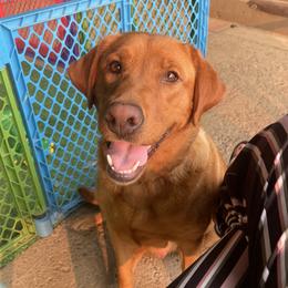 Abby - Labrador Retriever