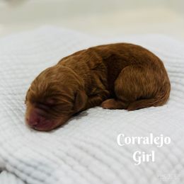 Corralejo - Goldendoodle puppy from Windsong Doodles