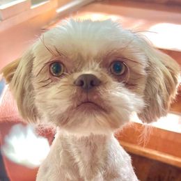 Sarah - Shih Tzu