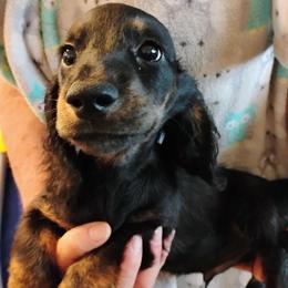 DOUG - Brindle male Dachshund puppy in Paradise, Texas from C and J Minis