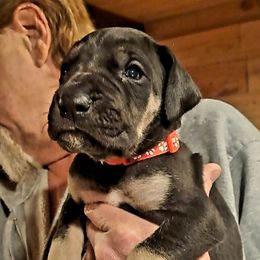 Great Dane Puppies from Lakefront Danes