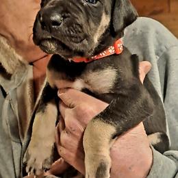 Great Dane Puppies from Lakefront Danes