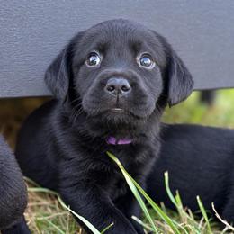 Hazel (Purple Collar) - Black female Dilute Retriever puppy in Baldwin City, Kansas from Hedge Lane Labradors