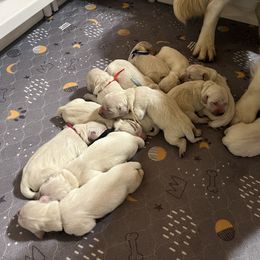 1st pick - Light golden female Golden Retriever puppy in Monroe, Tennessee from Dale Hollow Goldens
