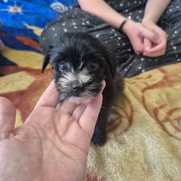 Michael - Black & white male Maltipoo puppy in Everett, Washington from Meadows Ranch