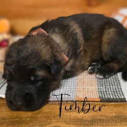 Timber - Sable male German Shepherd puppy in Tippecanoe, Indiana from Mächtiger Barkerheim
