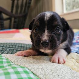 Indy - Black tri male Miniature Australian Shepherd puppy in Dunnellon, Florida from Ever After Mini Aussies