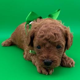 Green (Boy 5) - Red  male Poodle puppy in Miami, Florida from Katy's Toy Poodles & Doodles