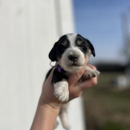 Darla - Black and cream female Dachshund puppy in Nashville, Arkansas from Cuddles n Curls