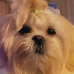 Kali - Shih Tzu