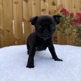 Sadie - Black female Brussels Griffon puppy in Durant, Oklahoma from Trademark Brussels Griffon