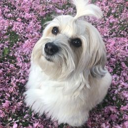 Lucy - Havanese