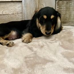 Dachshund Puppies from Down The Hill Potterdale