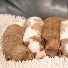 Cavapoo and Goldendoodle Puppies from Fitzdoodles