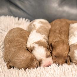 Cavapoo and Goldendoodle Puppies from Fitzdoodles