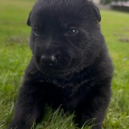 Poison - Bi-color male German Shepherd puppy in Salem, Ohio from von den Kilöff Working German Shepherds
