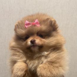 Heidi - Chocolate sable female Pomeranian puppy in Eastover, North Carolina from Tea-Cake Pomeranians of The Carolinas