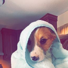 American Corgi and Pembroke Welsh Corgi Puppies from Beebe’s Corgis