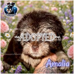 Amalia - ADOPTED - Liver female Miniature Schnauzer puppy in Spruce Pine, North Carolina from Schnauzers of Blue Ridge