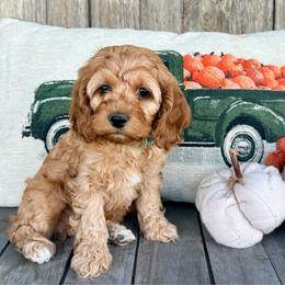 Cider - Buff and white male Cockapoo puppy in Preston, Idaho from Shaffer Top Notch Puppies