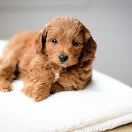Holly Berry - Red  female Goldendoodle puppy in Ivins, Utah from Hygge & Hound by McKenzie
