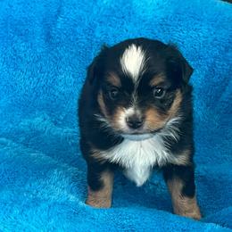 Chicky - Black tri male Toy Australian Shepherd puppy in Norco, California from River Springs Aussies