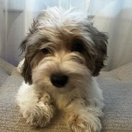Archie - Chocolate sable male Havanese puppy in Clearwater, Florida from Havanese Loves