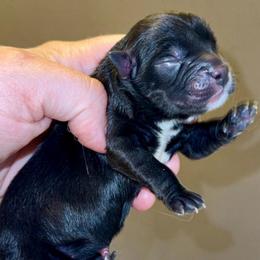 Ava - Black & white female Miniature Australian Shepherd puppy in Patterson, North Carolina from DreamLine Aussies