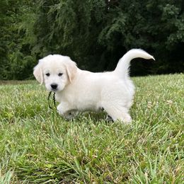 Golden Retriever Puppies from Dale Hollow Goldens